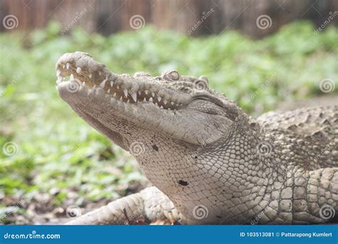 White Crocodile / Albino Siamese Crocodile Stock Image - Image of slow ...