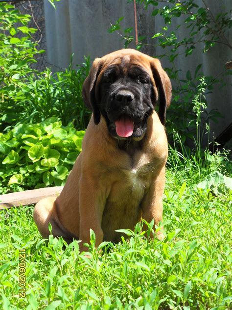 English Mastiff puppy is 2 months | English mastiff puppies, English mastiff, Mastiff breeds