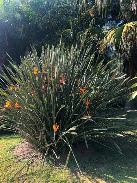 Strelitzia juncea Seeds