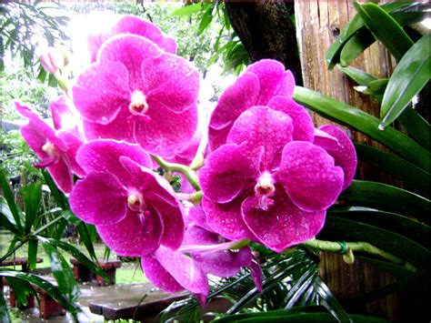 my tropical philippines: our orchids