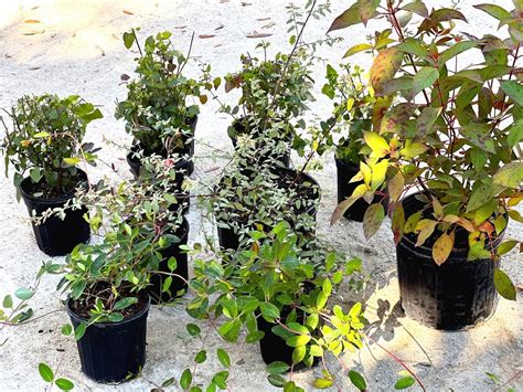Tropical Sage - Salvia coccinea — Florida Native Plants Nursery ...