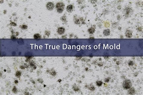 Eliminating Mold and Mildew – PacificDecon