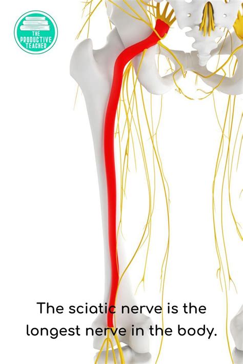 Nervous System Independent Study Set | Human body activities, Science teacher resources, Study set