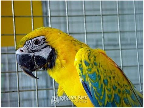 Pied Blue and Gold Macaw 3 | Silk Knoll | Flickr