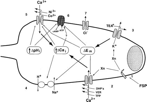 Simplified working model of sea urchin sperm acrosome reaction. By ...