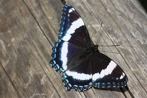 White admiral (Limenitis arthemis) in Franconia Notch State Park, New Hampshire [oc] : r/Butterflies