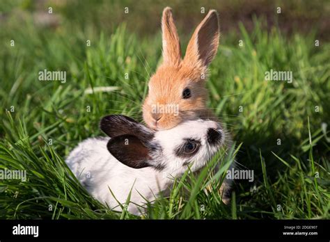 Two Baby Bunnies Playing on Green Grass Stock Photo - Alamy
