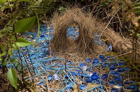 The Satin Bowerbird of Australia creates beautiful bower nests, then decorates them with blue ...