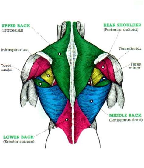 Back Workouts: 5 Great Upper and Lower Back Workouts for Men | Guy Counseling