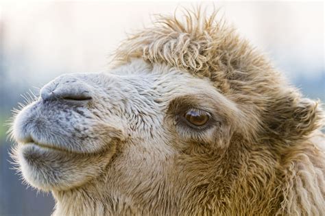 Cool looking camel | Another (profile) camel portrait! | Tambako The Jaguar | Flickr