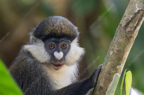 Red-tailed monkey - Stock Image - C056/6346 - Science Photo Library