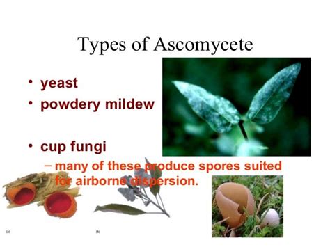 Fungi-ascomycete