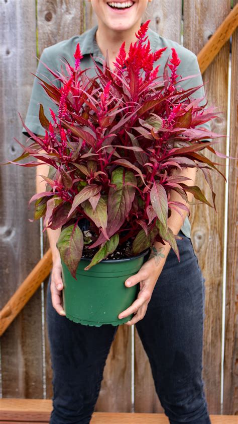 Dragon's Breath Celosia | Dragons breath plant, Unusual flowers, Dry garden