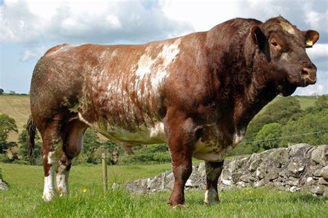 Shorthorn Cattle Info, Size, Lifespan, Uses, and Pictures