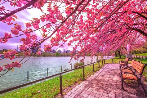 Dove fare Hanami a Tokyo, senza la folla - Ohayo!