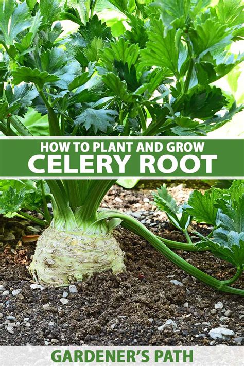 How to Grow Celeriac (Celery Root) | Gardener’s Path