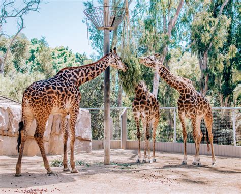 Visiting the San Diego Zoo: What to See and Do (2022)