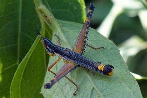 CAELIFERA | Pybio Paraguay Biodiversidad