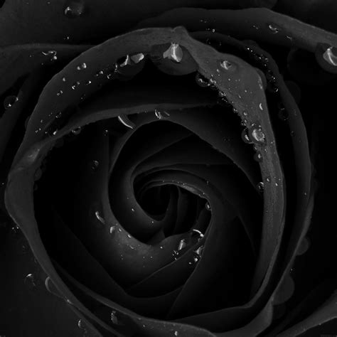 Beautiful Dark Rose Flower Nature iPad Air Wallpapers Free Download