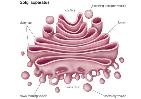 Golgi Body In Animal Cell