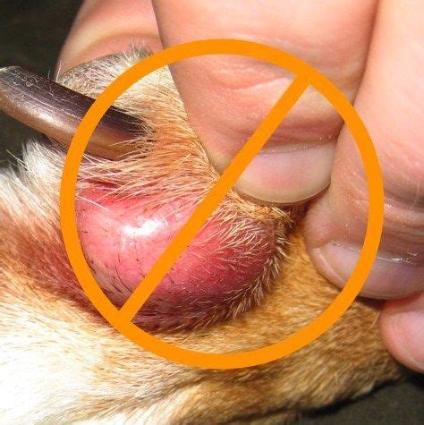 Interdigital cysts and their God-forsaken therapies | petMD | Dog skin allergies, Dog skin ...