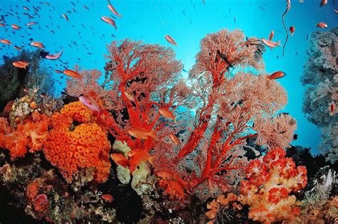 Les coraux, un écosystème fascinant et méconnu