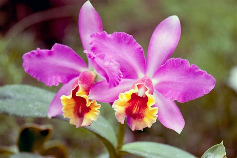 two pink orchids with yellow and red petals in the foreground, on green ...