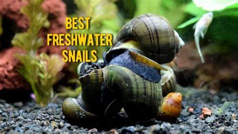 How to Add Snails to Aquarium: A Step-by-Step Guide for Beginners