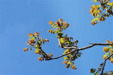 "Tree Of Heaven" Images – Browse 6,854 Stock Photos, Vectors, and Video | Adobe Stock