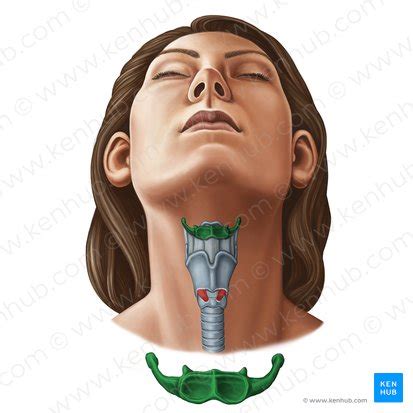 Hyoid bone: Anatomy and function | Kenhub