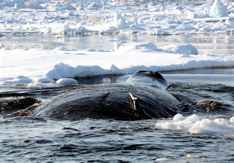 Bowhead Whale – "OCEAN TREASURES" Memorial Library