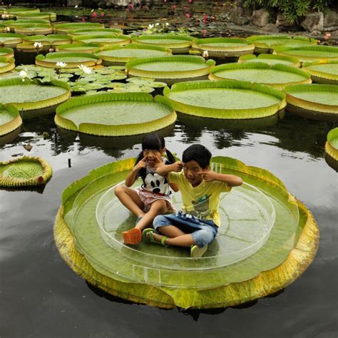 Giant Water Lily Lotus Seeds (Victoria amazonica) - Cena: €2.25