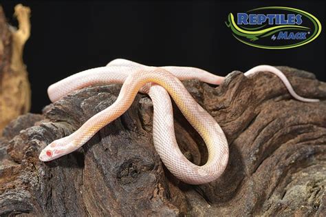 Corn Snake Care Sheet – Reptiles by Mack