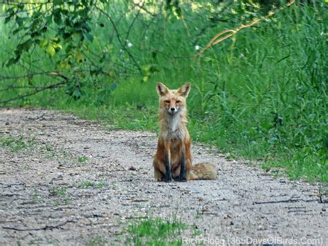 Pine Island State Forest Fox Kits | 365 Days of Birds