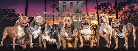 88+ American Bully Kennels In Florida - l2sanpiero