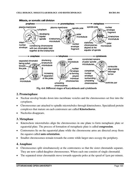 Cell And Molecular Biology-01-31 - Fig. 4: Different stages of ...