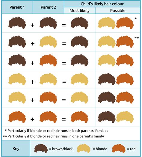 What Color Hair Will My Baby Have? (A Guide to Hair Color Genetics ...