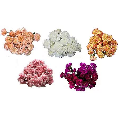 Mini Carnations, Assorted Colors (choose stem count) - Sam's Club