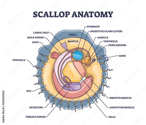 Scallop anatomy with marine bivalve mollusk inner structure outline diagram. Labeled educational ...