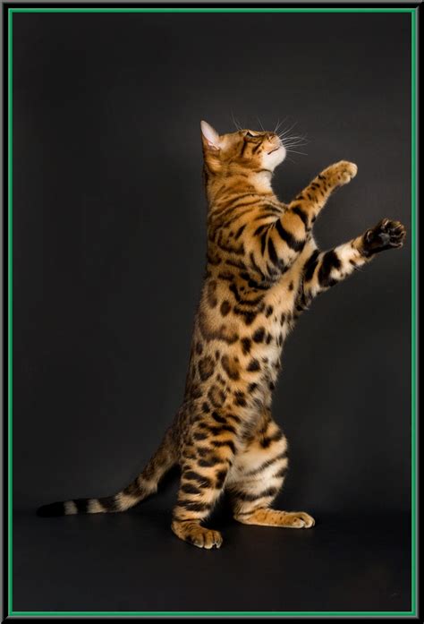 The Bengal is a hybrid breed of cat, formed by the cross of a domestic feline and an Asian ...