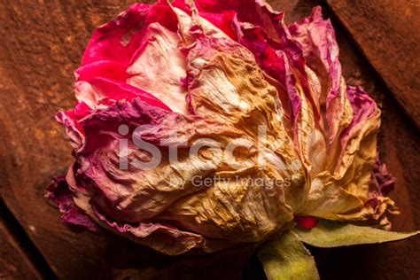 Withered Rose Stock Photo | Royalty-Free | FreeImages