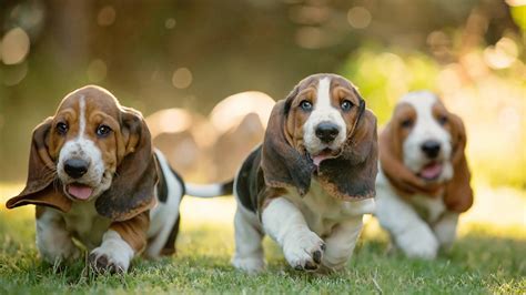 Basset Hound Wallpaper