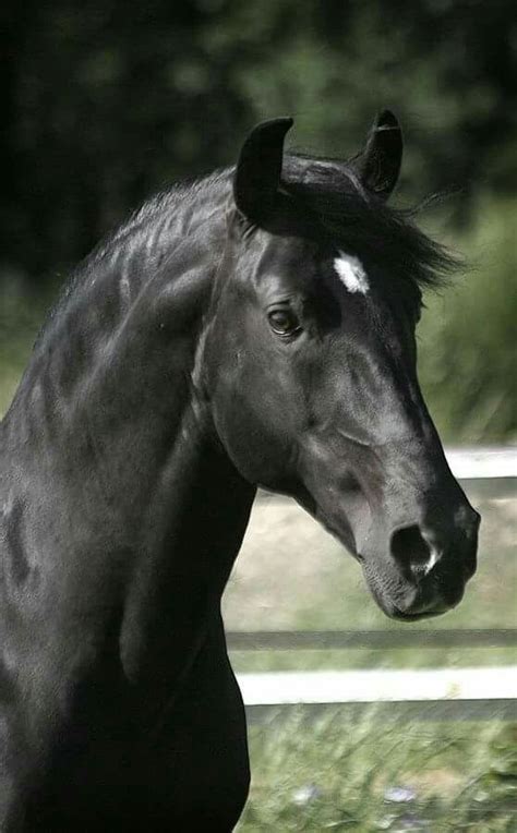 Definitely Black Beauty! ! | Beautiful horses, Mustang horse, Animals beautiful