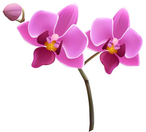 Orchid species clipart - Clipground