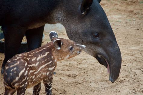 Tiny Tapir Born at the Zoo - The Houston Zoo