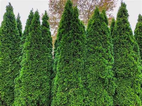 Buy Emerald Green Arborvitae Trees | Stadler Nurseries