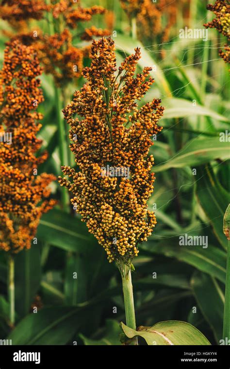 Sorghum field hi-res stock photography and images - Alamy