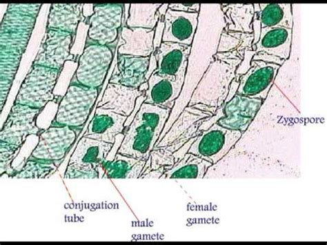 Spirogyra Life Cycle - YouTube