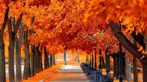 orange trees fall - KDE Store