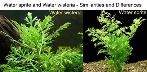 Water Wisteria Care Guide – Planting, Growing and Propagation - Shrimp and Snail Breeder